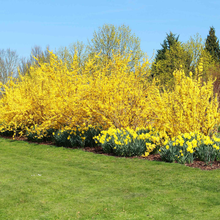Forsythia 'Lynwood Gold'