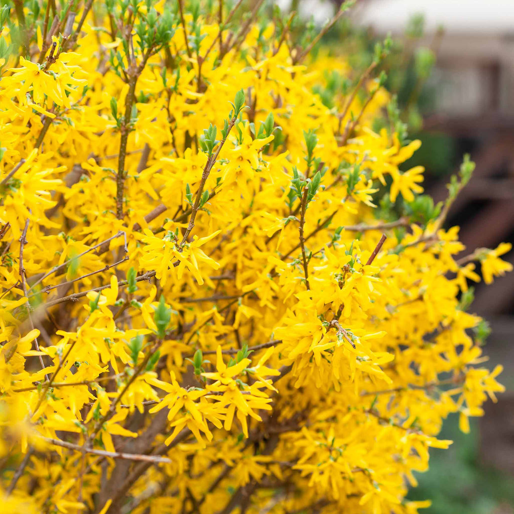 Forsythia with arching branches covered in deep golden-yellow flowers (view 2)