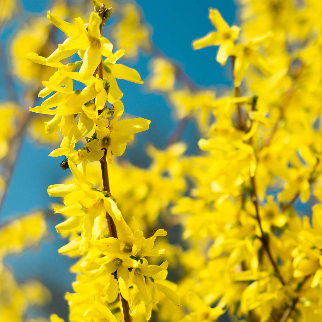Forsythia with arching branches covered in deep golden-yellow flowers (view 3)