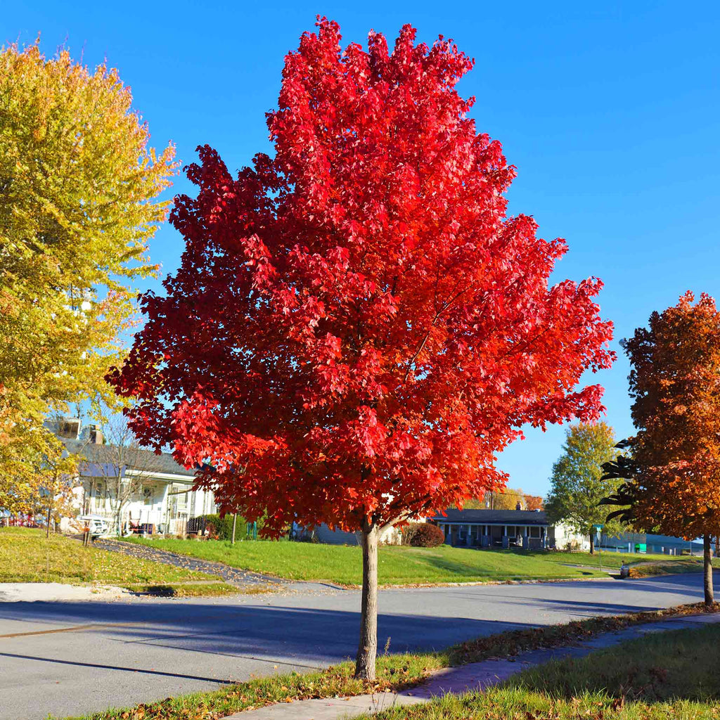 Maple tree with orange-red fall leaves