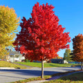 Maple tree with orange-red fall leaves