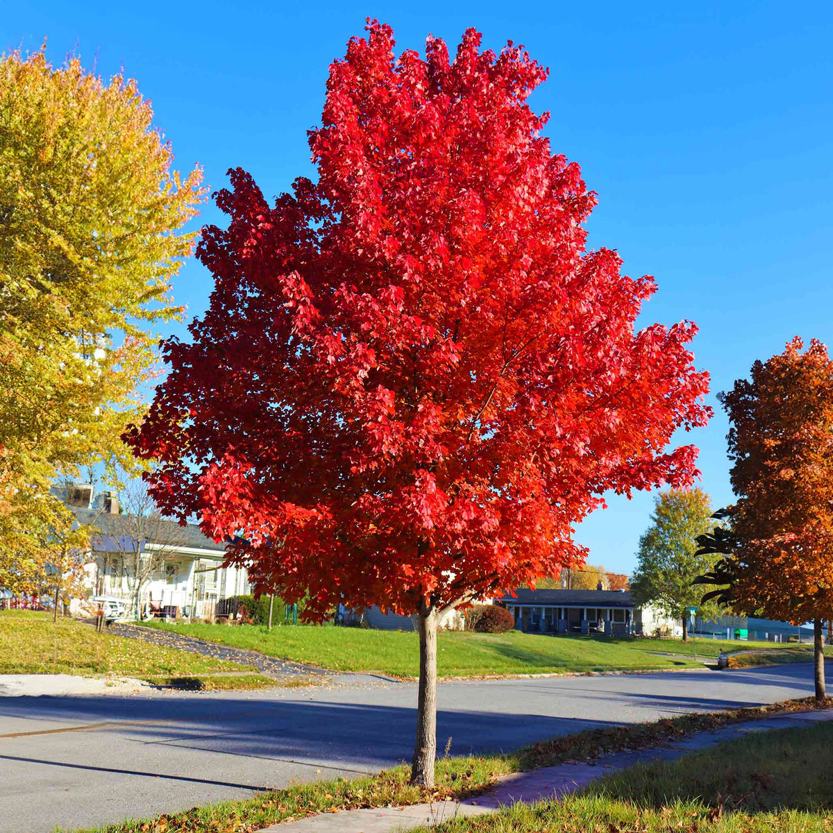 Maple tree with orange-red fall leaves