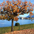 Persimmon tree with broad green leaves and orange fruit