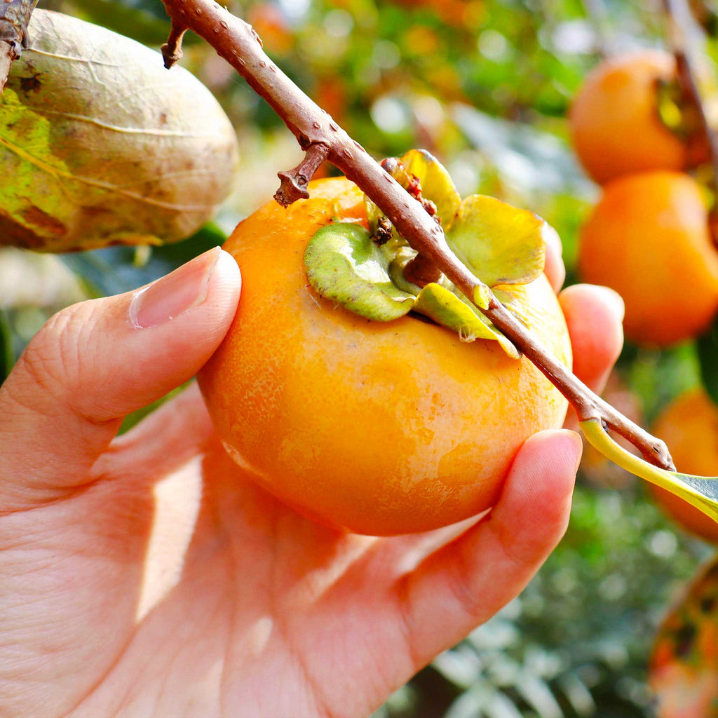 Persimmon tree with broad green leaves and orange fruit (view 2)