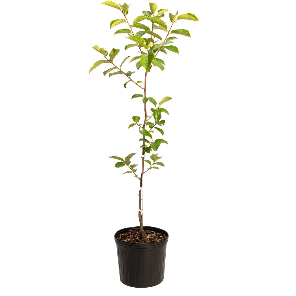 Persimmon tree with broad green leaves and orange fruit (view 3)