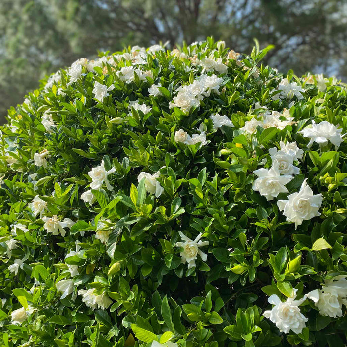 Gardenia 'Frost Proof'