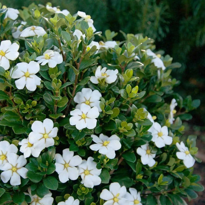 Gardenia 'ScentAmazing'