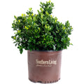 Gardenia with white double flowers and glossy dark leaves (view 3)
