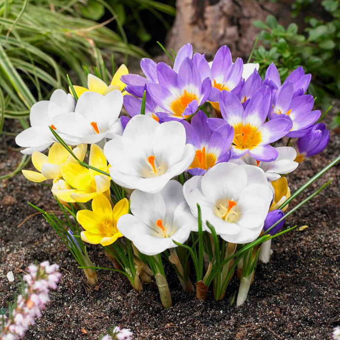 Giant Crocus, Naturalizing Mix