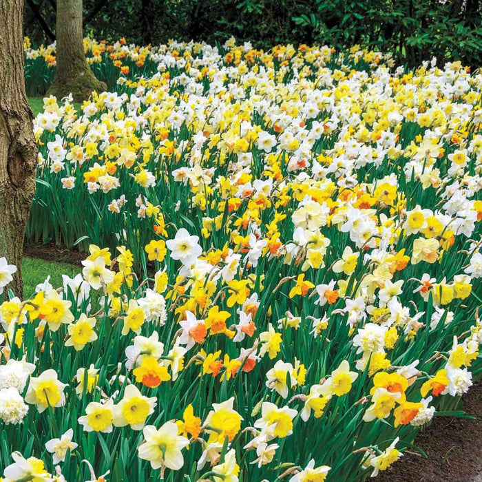 Giant Daffodils, Naturalizing Mix