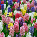 Fragrant hyacinth spikes in mixed pink, blue, purple and white