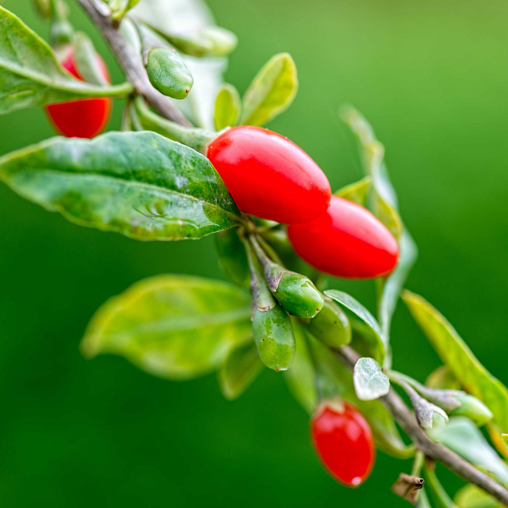 Goji berry shrub with small red berries on arching stems
