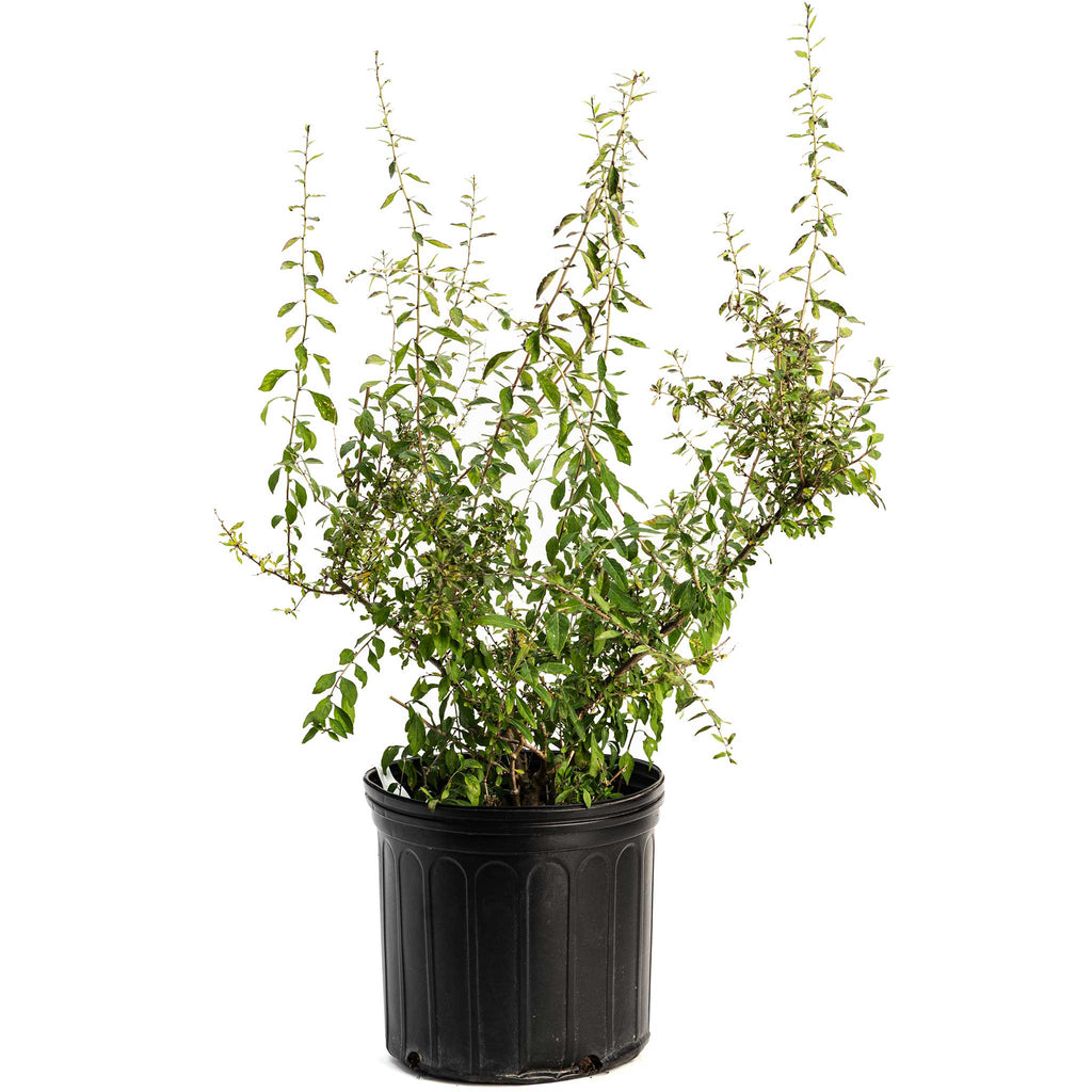 Goji berry shrub with small red berries on arching stems (view 4)