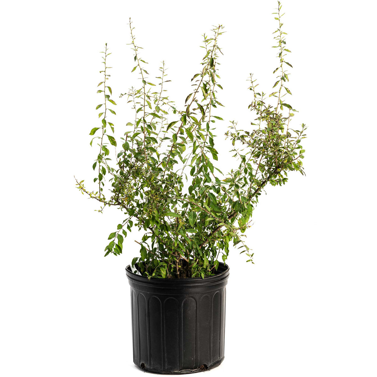 Goji berry shrub with small red berries on arching stems (view 4)