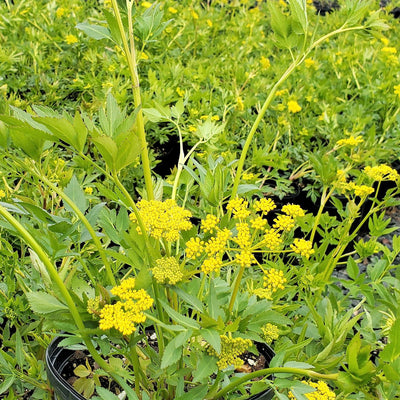 Golden Alexanders