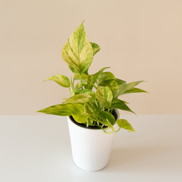Golden Pothos 'Golden Glen'