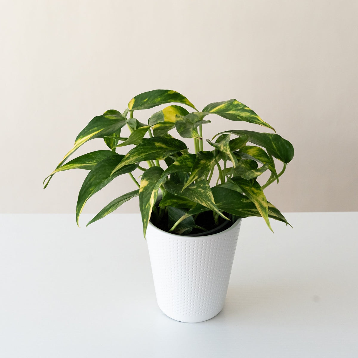 Golden pothos with green leaves streaked in gold trailing from a pot