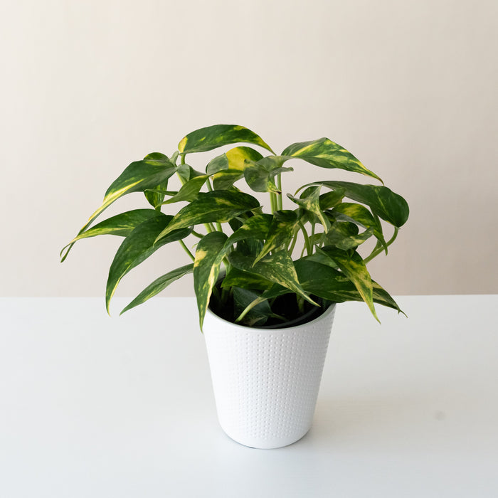 Golden Pothos 'Golden Ray'
