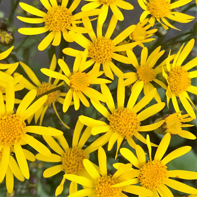 Golden Ragwort