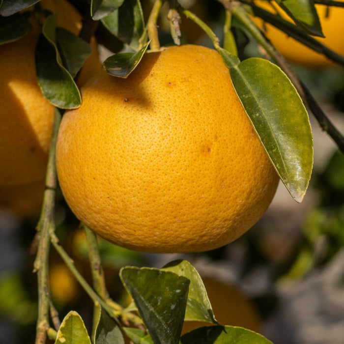 Grapefruit Tree 'Ray Ruby' (Florida)