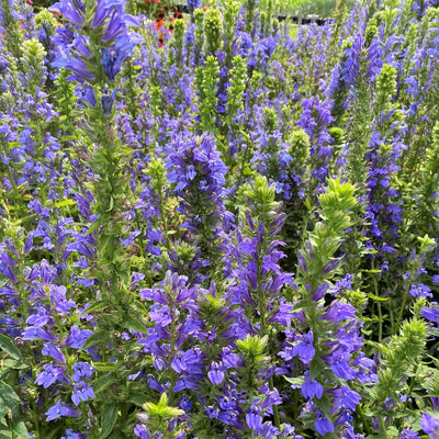 Great Blue Lobelia, Gallon