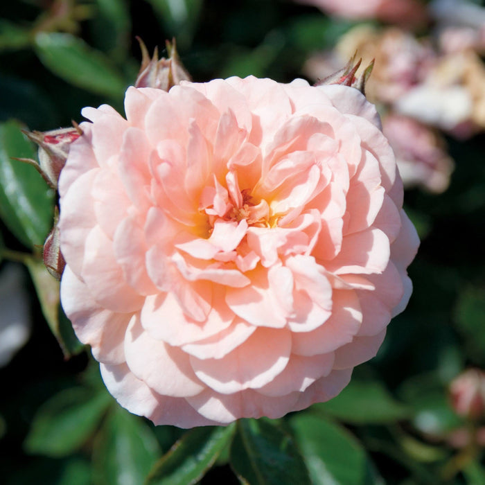 Groundcover Rose 'Apricot'