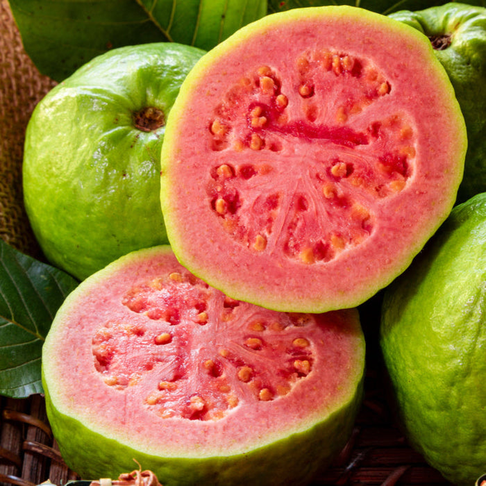 Guava Tree 'Ruby Supreme'