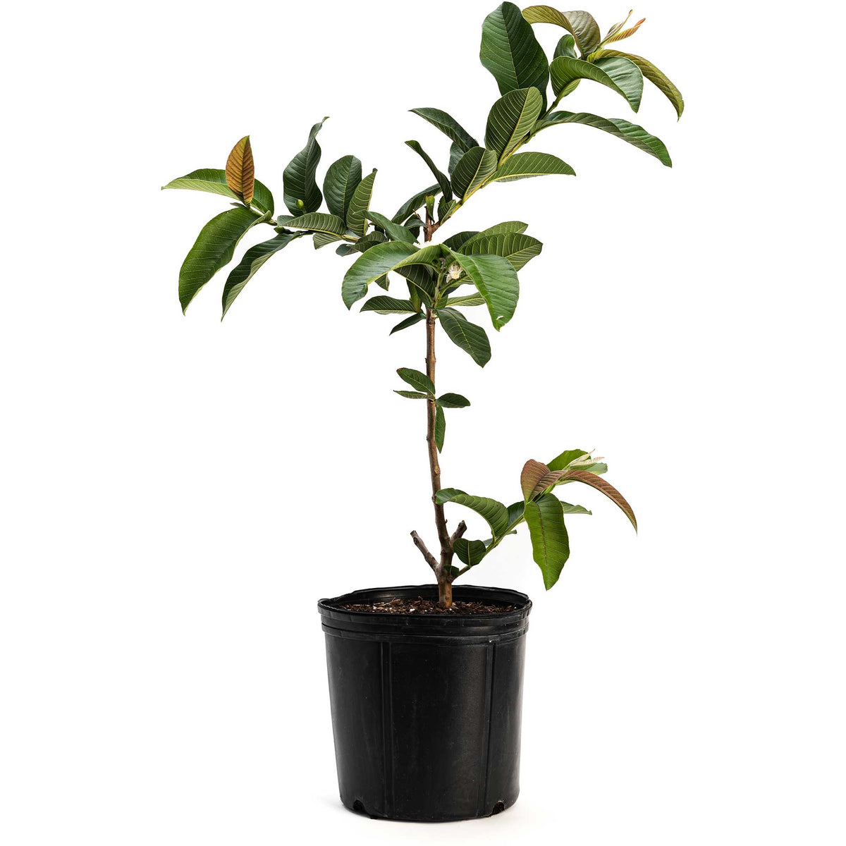 Guava tree with green leaves and round fruit (view 2)