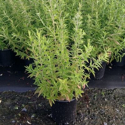Hairy Mountain Mint