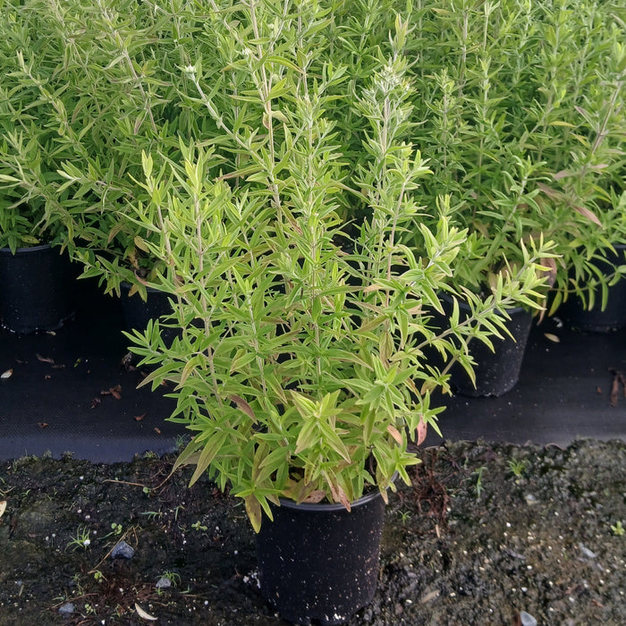 Hairy Mountain Mint
