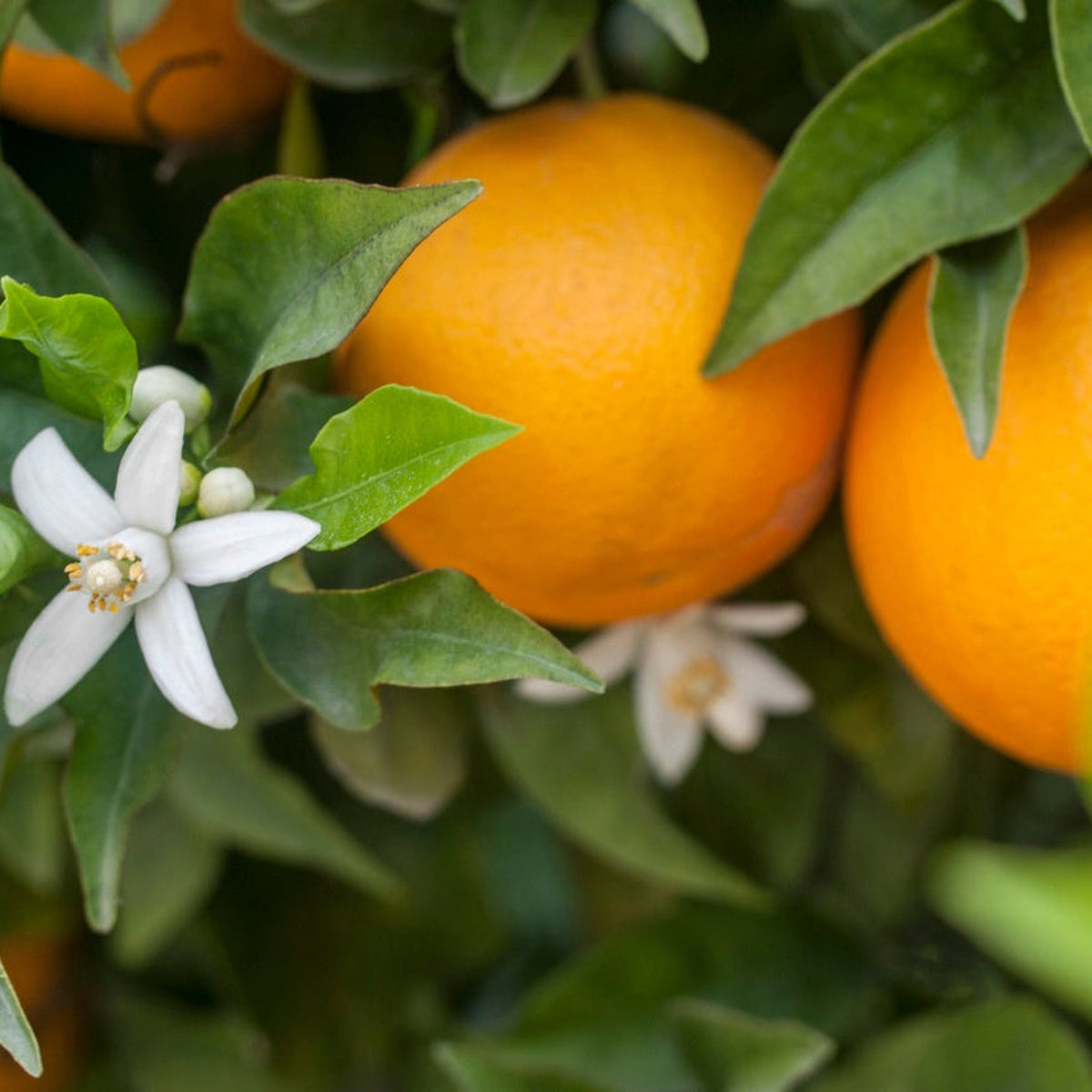 Young orange tree with glossy green leaves