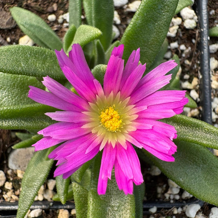 Hardy Ice Plant