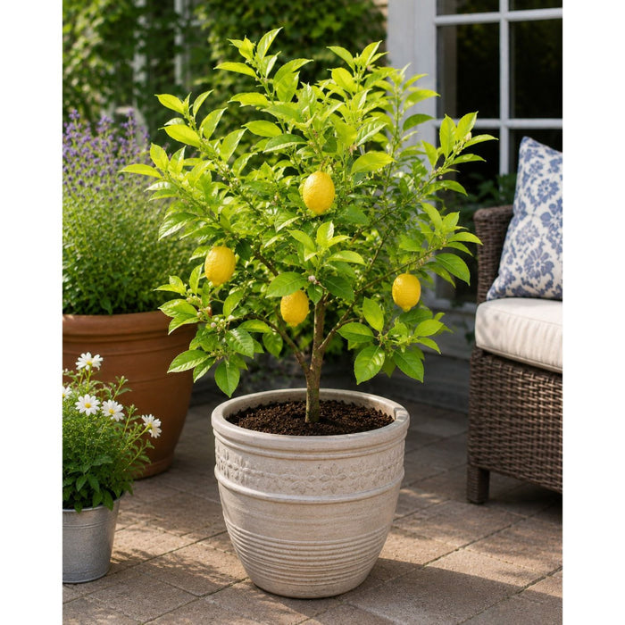 Harvey Lemon Tree (Florida)