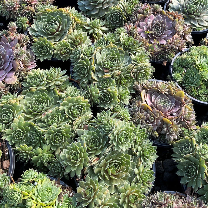 Hens and Chicks