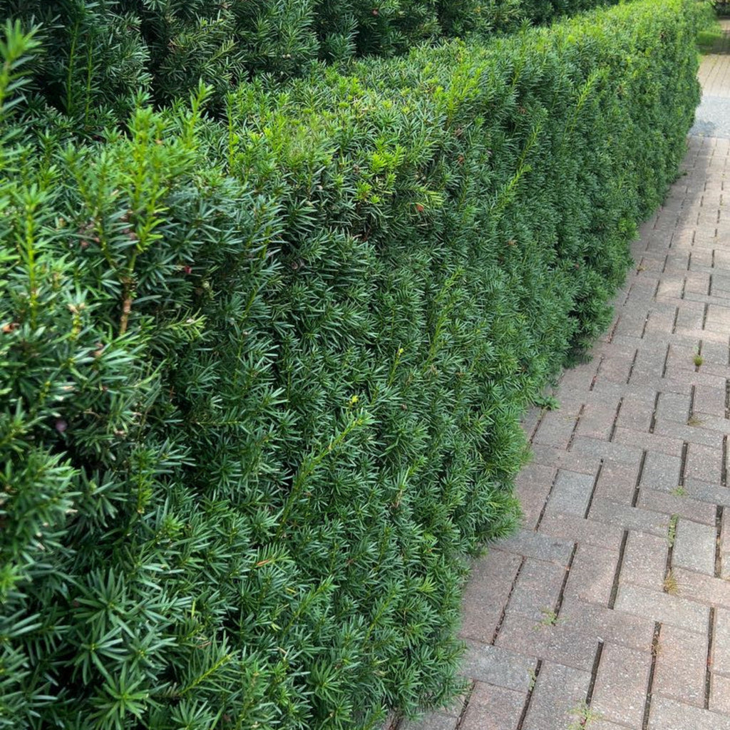 Upright yew shrub with dense dark green needles