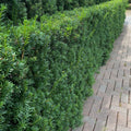 Upright yew shrub with dense dark green needles