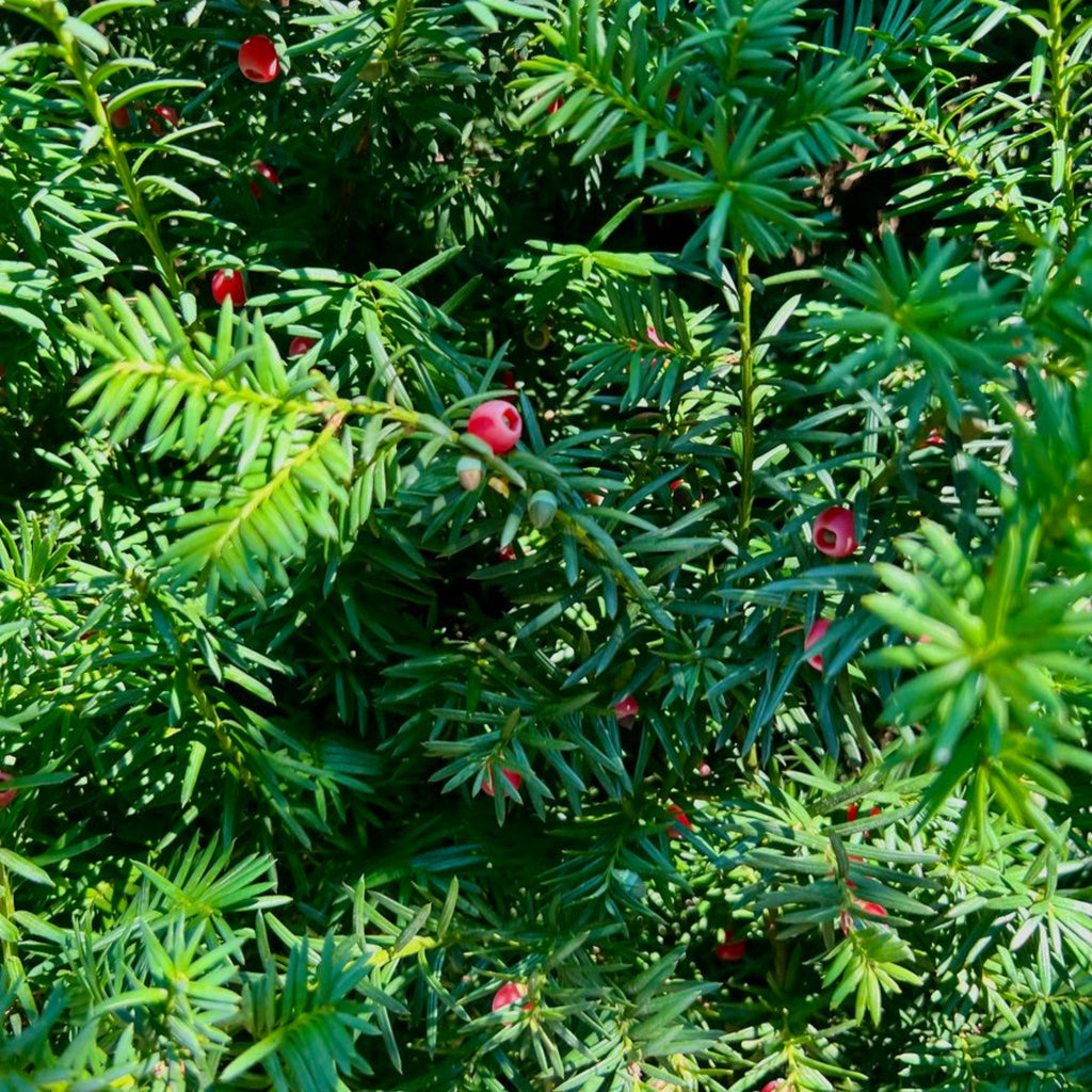 Upright yew shrub with dense dark green needles (view 2)