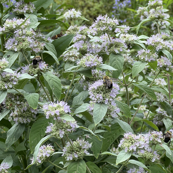 Hoary Mountain Mint