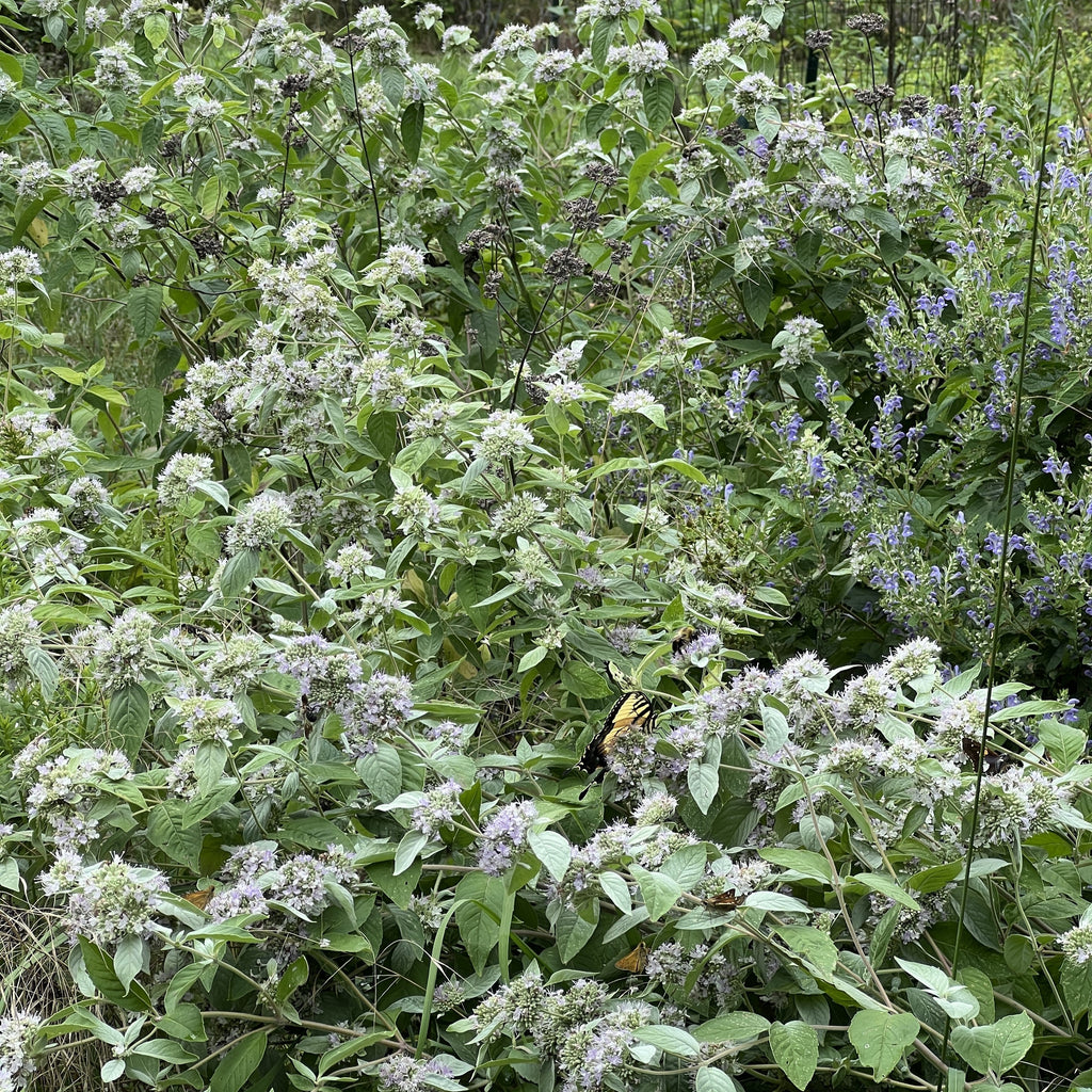 Hoary mountain mint with silvery white top leaves and small pale lavender flower clusters (view 2)