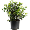 Dense pyramidal holly with glossy dark green leaves and red berries (view 4)
