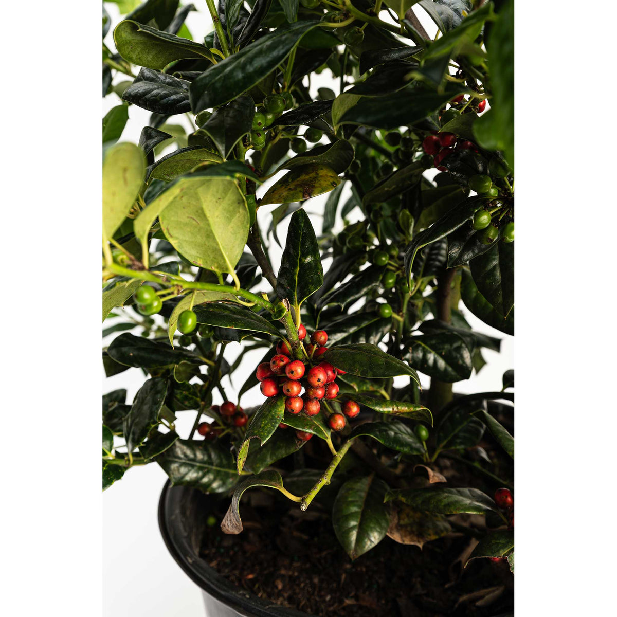 Dense pyramidal holly with glossy dark green leaves and red berries (view 5)