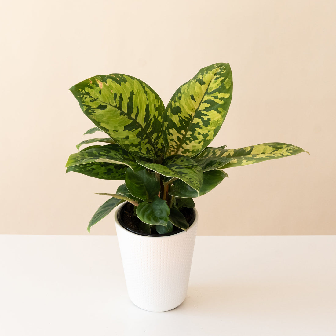 Homalomena with oval leaves marbled in many shades of green