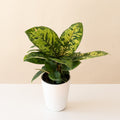 Homalomena with oval leaves marbled in many shades of green