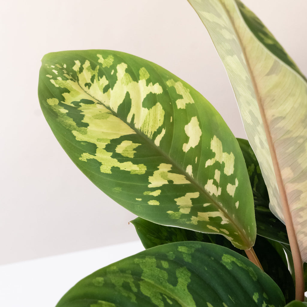 Homalomena 'Uplift', view 2