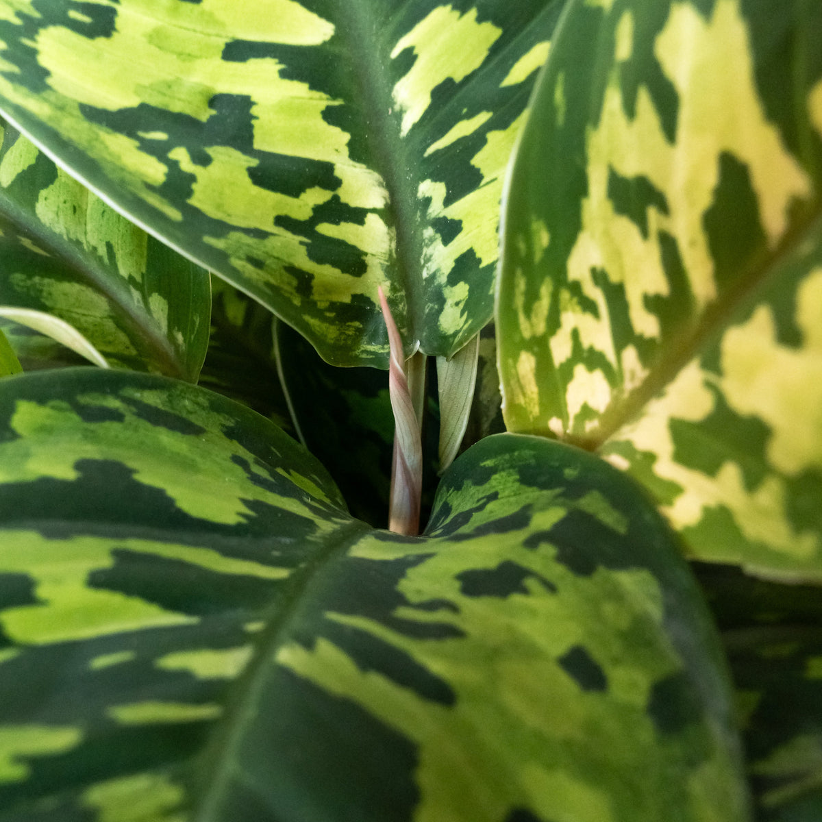 Homalomena 'Uplift', view 3