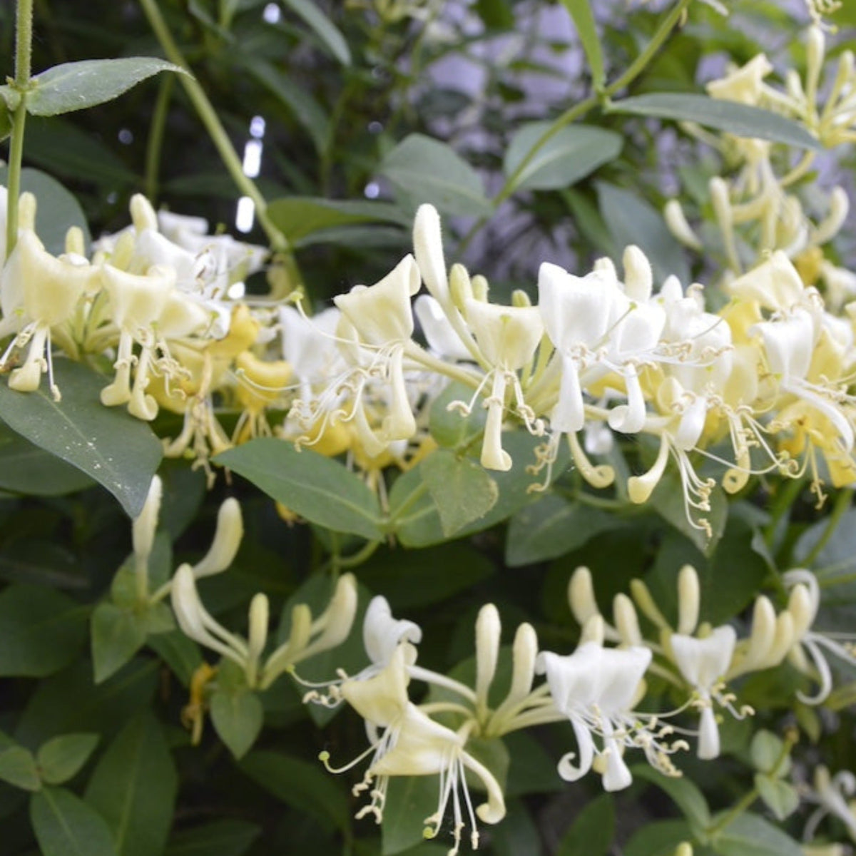 Honeysuckle vine with clusters of creamy yellow tubular flowers