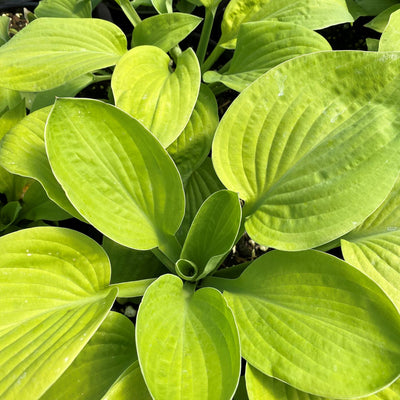 Hosta 'August Moon'