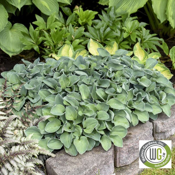 Hosta 'Blue Mouse Ears'