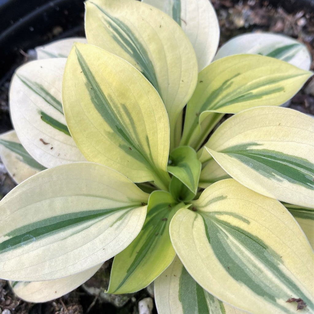Miniature hosta with small round green leaves edged in cream (view 2)