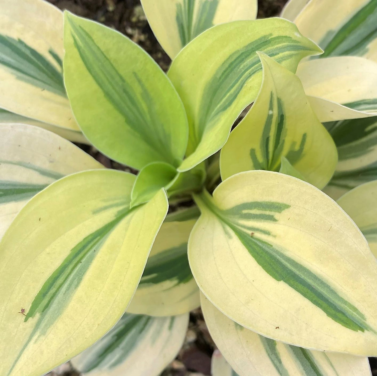 Miniature hosta with small round green leaves edged in cream (view 3)